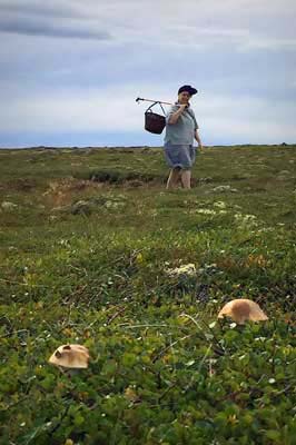 Í sveppamó. / On the heath, picking mushroom.